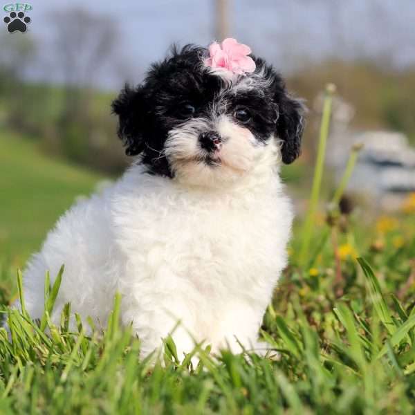 Twila, Teddy Bear Puppy
